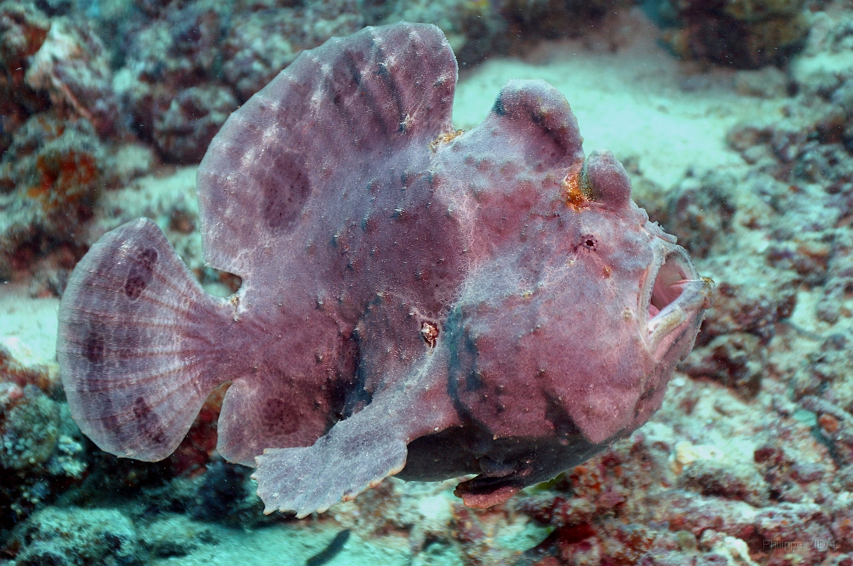 Sipadan_2015_Poisson grenouille_Antennaire geant_Antennarius commerson_IMG_2540_rc.jpg